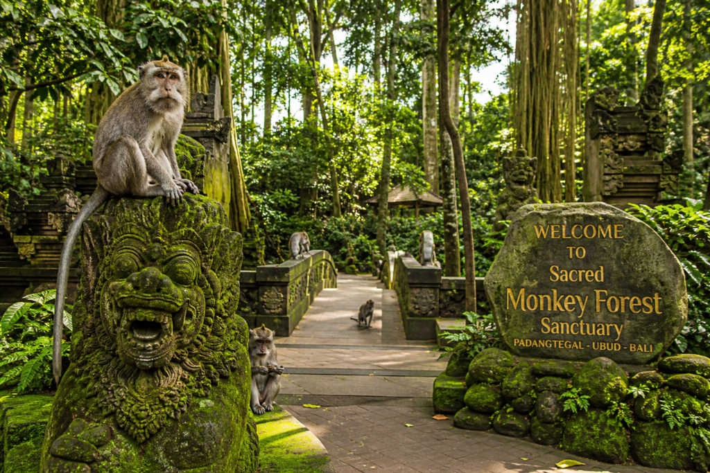 Monkey Forest Ubud with monkeys in tropical jungle Bali