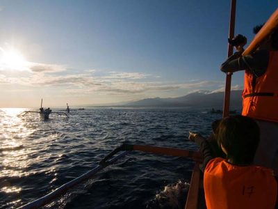 Go for dolphin watching tour in Lovina