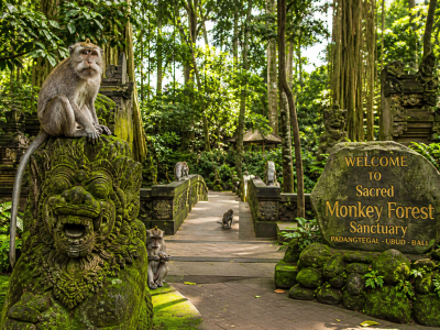 Monkey Forest Ubud with monkeys in tropical jungle Bali