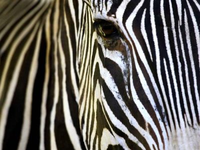 Animals in their natural habitat at Safari And Marine Park