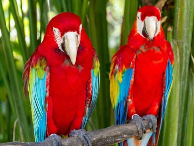 Bali Bird Park – Family-Friendly Wildlife Experience in Bali