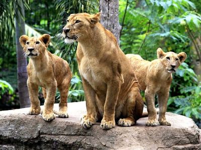 Bali Zoo – A Complete Guide to Wildlife Experience in Bali