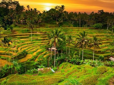 tegallalang rice terrace