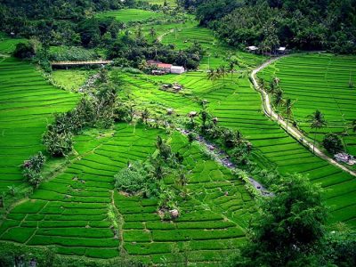 Magnificent Jatiluwih rice terraces